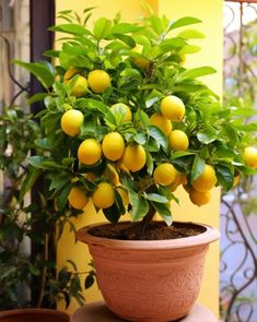 a potted lemon tree sitting on top of a table next to a yellow wall