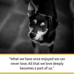 a black and white dog looking up at the camera with a caption that reads what we have once enjoyed we can never lose all that love deeply becomes a part of us