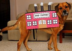 a brown dog wearing a pink house costume