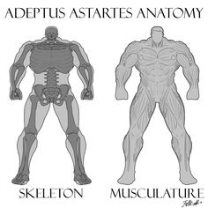 an image of the skeleton and muscles in different positions, with caption below it