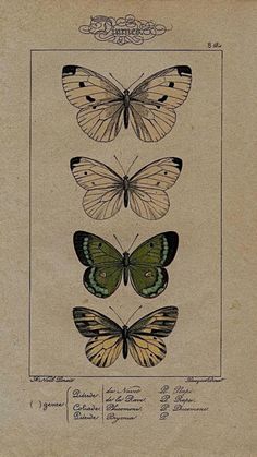 three butterflies with different markings on their wings are shown in this antique print from the 19th century