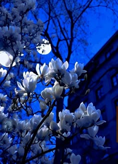 a tree with white flowers in front of a building and a full moon behind it