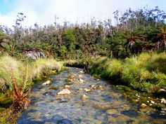 a stream running through a forest filled with lots of green plants and rocks in the water