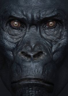 a close up of a gorilla's face with brown eyes