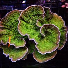 some very pretty green plants with big leaves