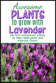 Discover simple lavender companion plants perfect for front yards. Enhance your flower beds and landscaping with these easy DIY ideas. Learn what to grow with lavender to create a beautiful and thriving garden space. What To Plant With Lavender, Plant With Lavender, Herb Planter Ideas, Lavender Garden Ideas, Herb Garden Ideas Outdoor, Lavender Companion Plants, Lavender Plant Care, Lilly Garden