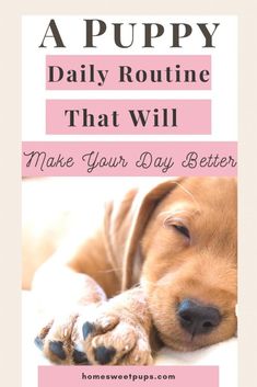 a puppy laying on top of a bed next to a pink and white sign with the words, a puppy daily routine that will make your day better