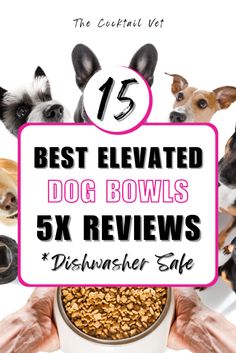 the best elevated dog bowls 5x review for dishwasher safe dogs and their owners