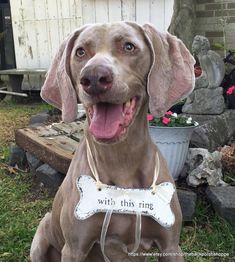 a brown dog sitting in the grass with a bone tag on it's collar