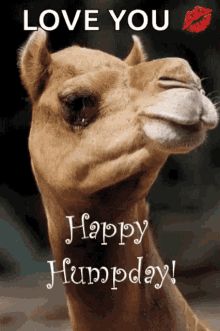 a camel with its mouth open and the words happy humpday written on it