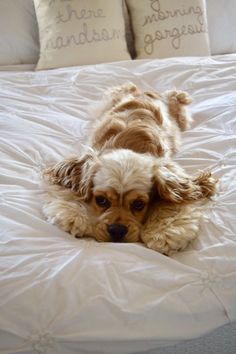 a small brown and white dog laying on top of a bed next to two pillows