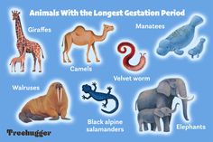 an image of animals with the largest geraton period in them's body