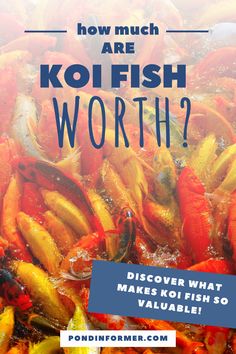 the words how much are koi fish worth? in front of an image of yellow and