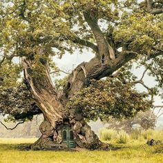 an old tree in the middle of a field with a small green door on it