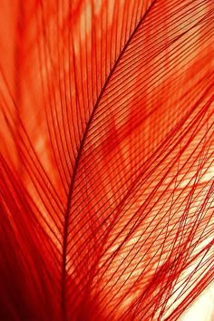 a close up view of a red feather