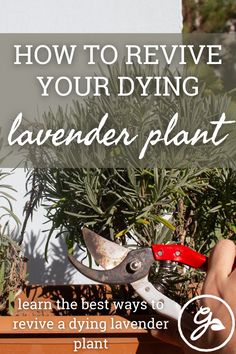 a pair of garden shears with text overlay that reads how to remove your dying lavender plant learn the best ways to revive a dying lavender plant