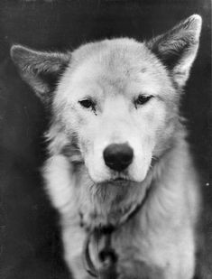 a black and white photo of a dog