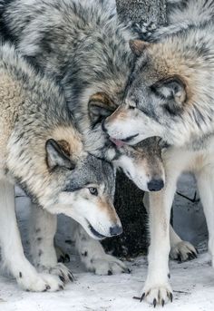 two gray wolfs standing next to each other in the snow