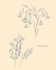 an ink drawing of some flowers on a white background