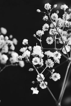 Monochrome Aesthetic, Wallpaper Hitam, Wallpaper Estetika, Nature Photography Flowers, Black And White Photo Wall, White Plants, Have Inspiration