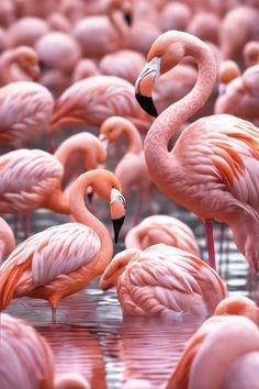 there are many pink flamingos standing in the water