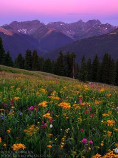 a field full of wildflowers with mountains in the background