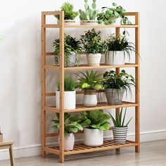 there are many potted plants on the shelves next to each other in this room