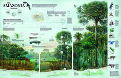 an illustrated map shows the different types of animals and plants in the amazonia region