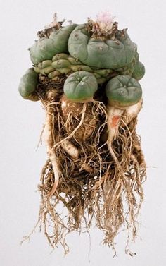 a bunch of green plants with roots attached to them