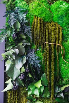 an arrangement of plants and moss growing on a wall