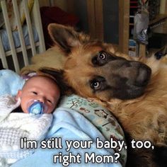 a dog laying next to a baby in a crib with the caption'muna manu, iahoa tenes dos bebes '