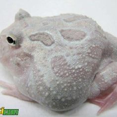 a white stuffed frog sitting on top of a table