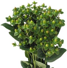 a potted plant with green leaves and buds