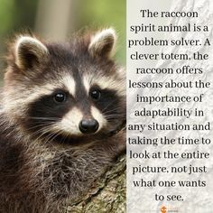 a raccoon sitting on top of a tree branch next to a quote from the author