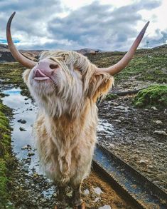 an animal with long horns standing in the mud