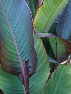 green and red leaves are growing in the garden