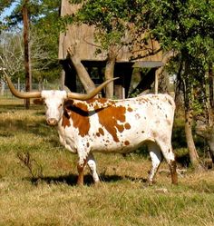 a brown and white cow with long horns standing in the grass next to a building