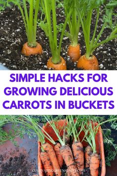 carrots with the words simple hacks for growing delicious carrots in buckets