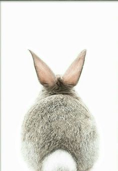 the back end of a rabbit's head