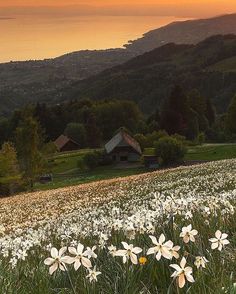 the sun is setting over a field with white flowers in front of some mountains and houses