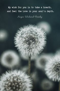 I Wish You Happiness Quotes, Angie Weiland-crosby, My Wish For You Quotes, Angie Weiland-crosby Quotes, Free Soul Quotes, Spiritual Calling, Poems About Girls, Dandelion Quotes, Dandelion Pictures