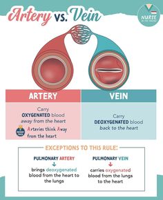 the differences between artery and vein in an adult's heart, with different types of blood