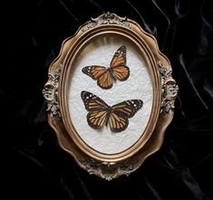 three butterflies in a gold frame on a black background