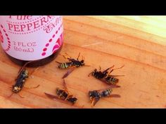 some bugs on a wooden table next to a bottle of pepperoni juice and other insects