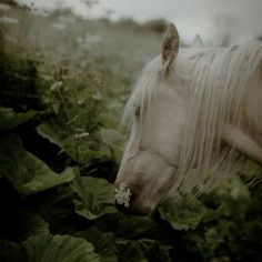 a white horse standing in the middle of some green plants and flowers on a cloudy day