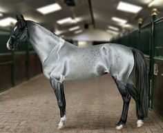 a gray horse standing in an enclosed area