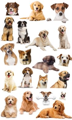 a group of dogs sitting next to each other on top of a white surface in front of a white background