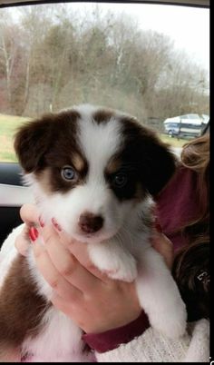 a woman holding a puppy in her lap while sitting in the back seat of a car