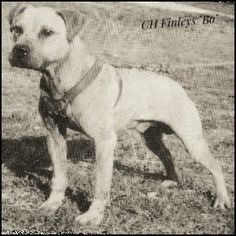 an old photo of a dog standing in the grass