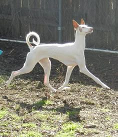 a white dog is running in the yard